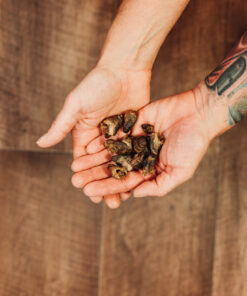 Hähnchenherzen ganz